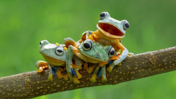 Cute Frogs Wallpaper HD.