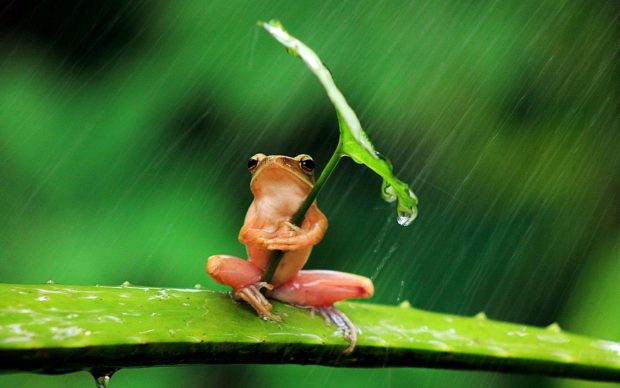 Cute Frogs Wallpaper HD Free download.