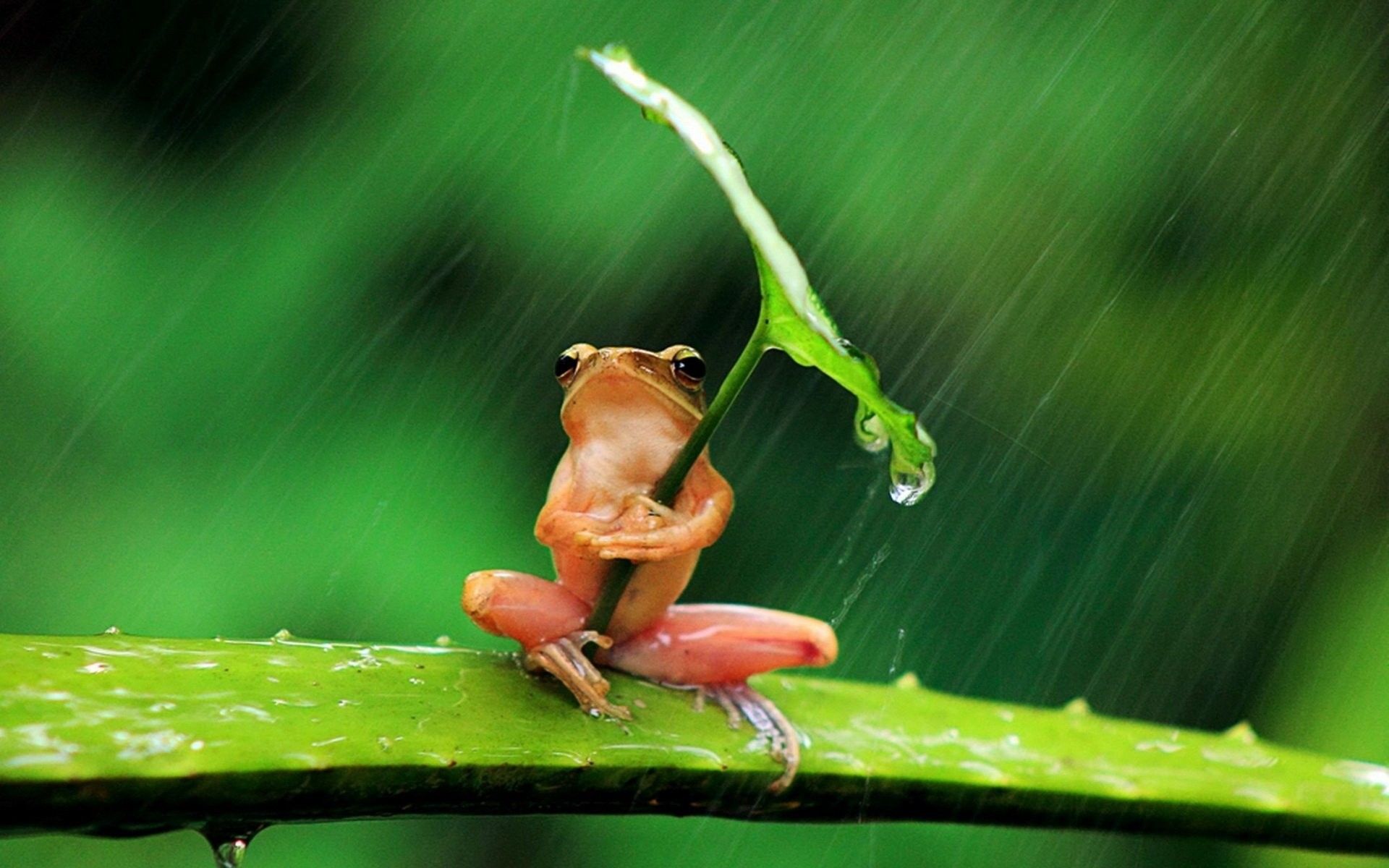 Cute Frogs Animated Wallpaper  MyLiveWallpaperscom
