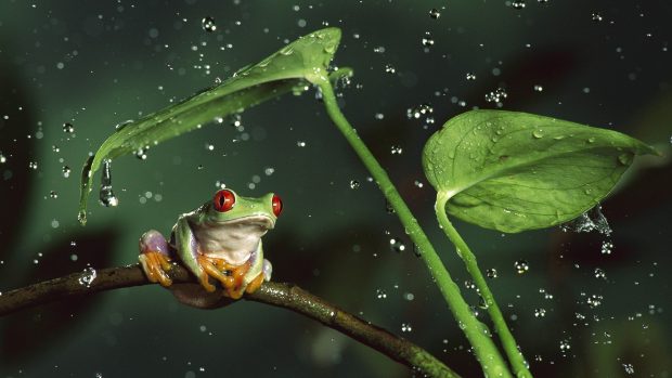 Cute Frogs Wallpaper High Quality.