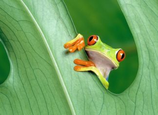 Cute Frogs Wallpaper for Desktop.