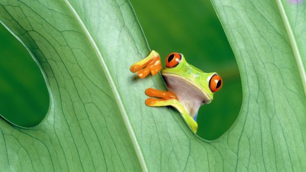 Cute Frogs Wallpaper for Desktop.