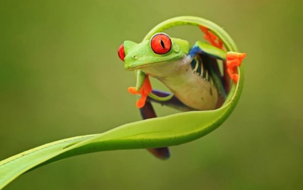 Cute Frogs Wallpaper for Mac.