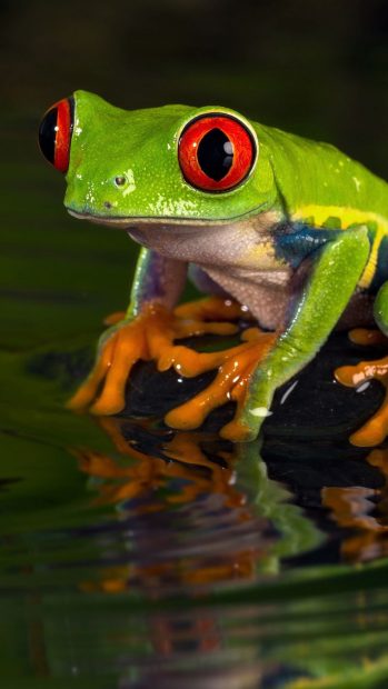 Cute Frogs Wallpaper for Mobile.