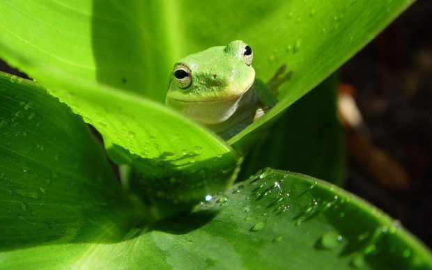 Cute Frogs Wallpaper for Windows.