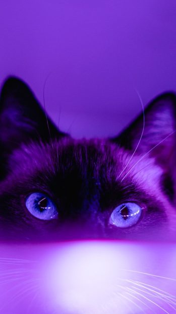 Cute Purple Backgrounds for Android.