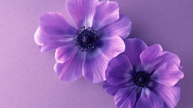 Cute Purple Wallpaper HD 1080p.