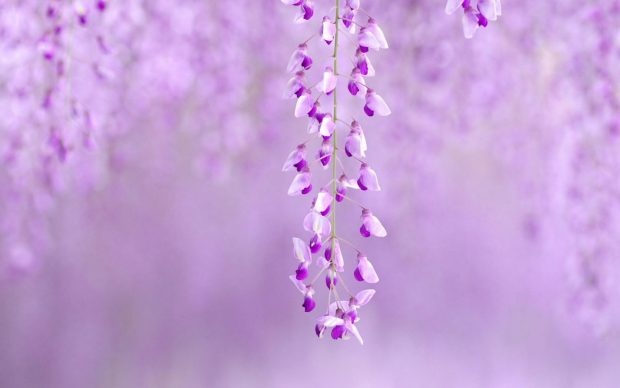 Cute Purple Wallpaper for Windows.