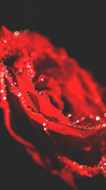 Cute Red Wallpaper iPhone.
