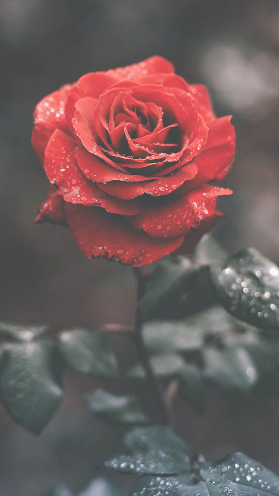 PerfectRose bonito flower flowers glow love pretty red rose roses  HD phone wallpaper  Peakpx