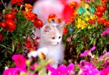 Cute Spring Backgrounds HD Free download.
