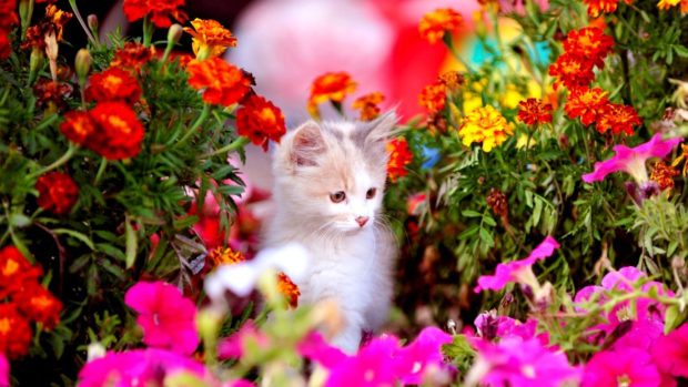 Cute Spring Backgrounds HD Free download.
