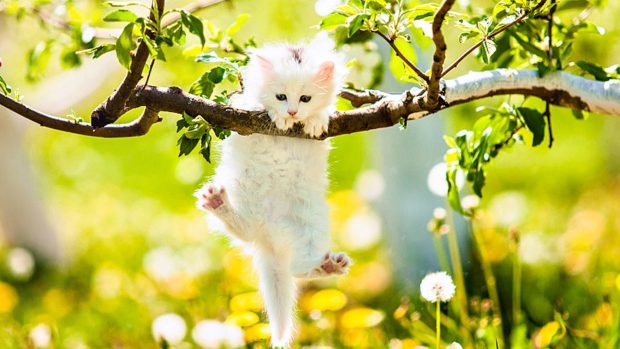 Cute Spring Wallpaper HD.