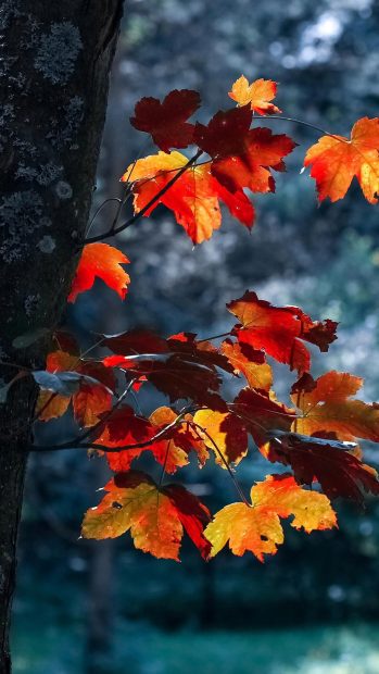 Fall Image for Android.
