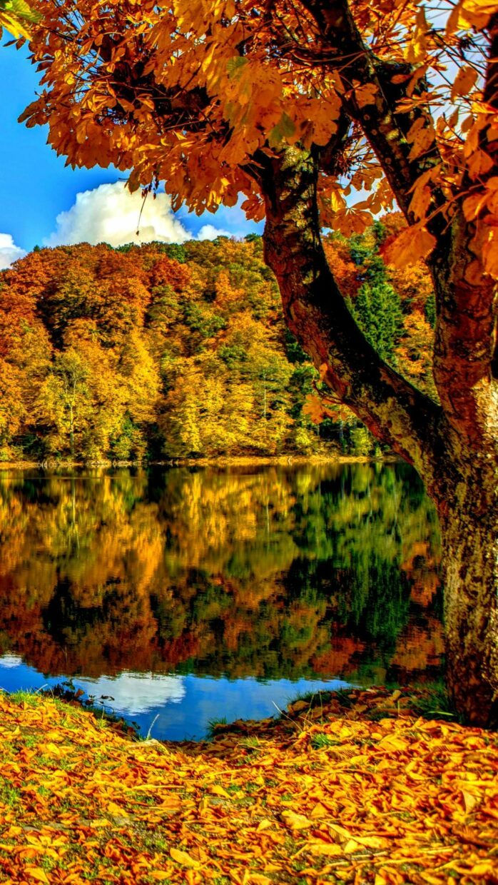 Fall Wallpaper for Android - PixelsTalk