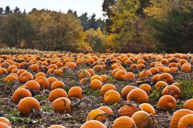 Fall Pumpkin Desktop Wallpaper HD.