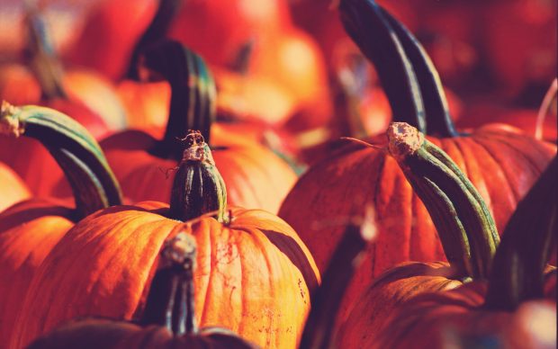 Fall Pumpkin Image.