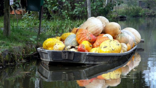 Fall Pumpkin Wallpaper 1080p.