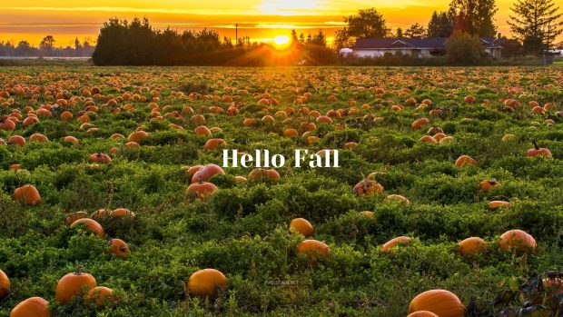 Fall Pumpkin Wallpaper Computer.