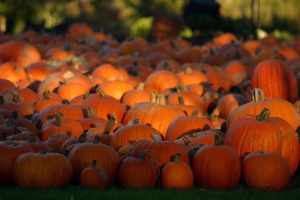 Fall Pumpkin Wallpaper High Resolution.