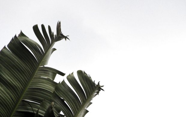 Free Download Aesthetic Minimalist Plant HD Wallpaper Computer.