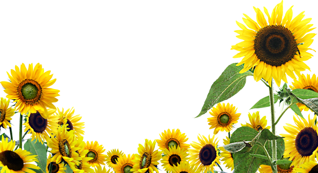 Free Download Aesthetic Sunflower Wallpaper for Desktop.