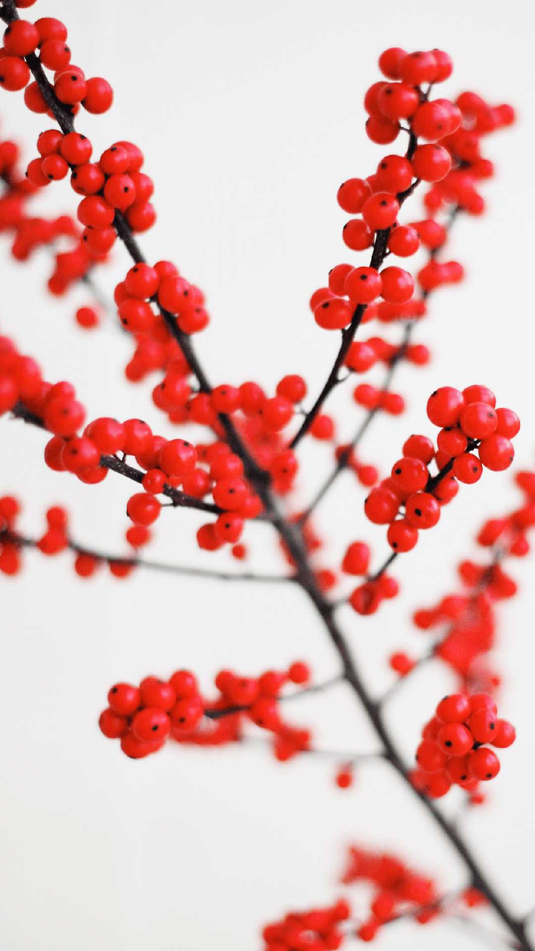 Valentine day heart red and white pattern Heart iphone  Heart  Cute HD  phone wallpaper  Pxfuel