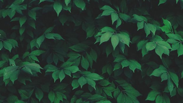 Free Download Green Aesthetic Backgrounds HD  1080p.