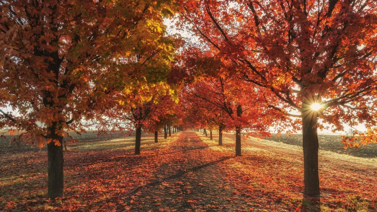 Hello Fall Wallpapers HD for PC - PixelsTalk