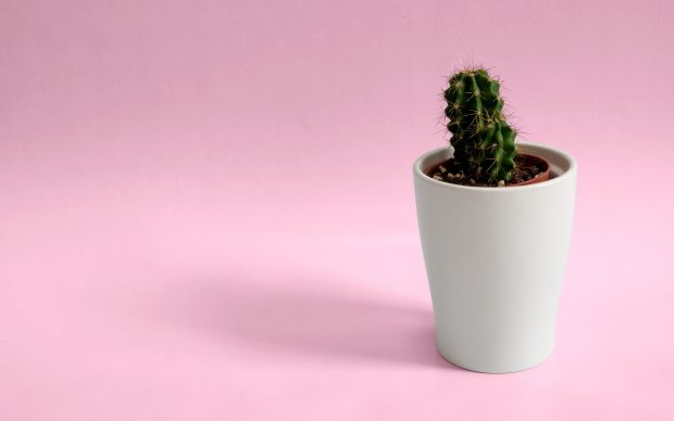 Free download Aesthetic Minimalist Plant Wallpaper HD.