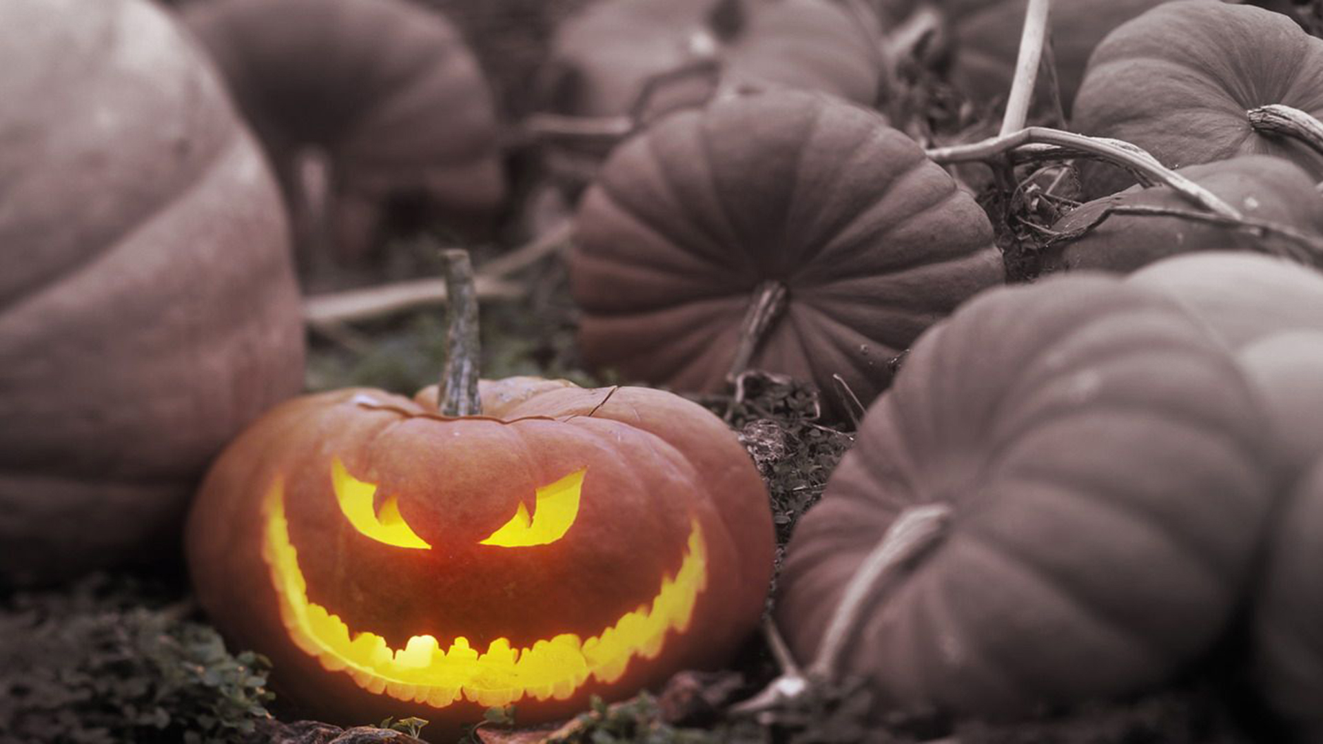 Pumpkins Autumn Flowers HD Happy Halloween Wallpapers  HD Wallpapers  ID  46114