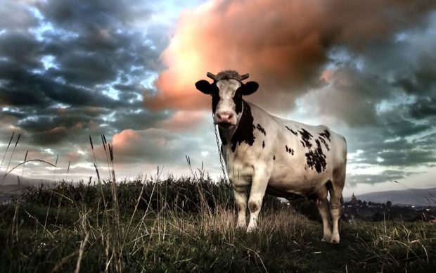 Free download Cute Cow Wallpaper HD.