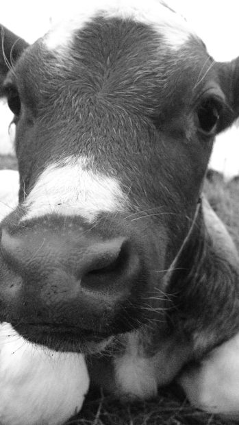 Free download Cute Cow Wallpaper iPhone.