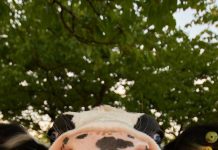 Free download Cute Cow iPhone Wallpaper HD.
