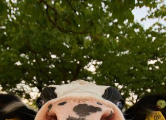 Free download Cute Cow iPhone Wallpaper HD.