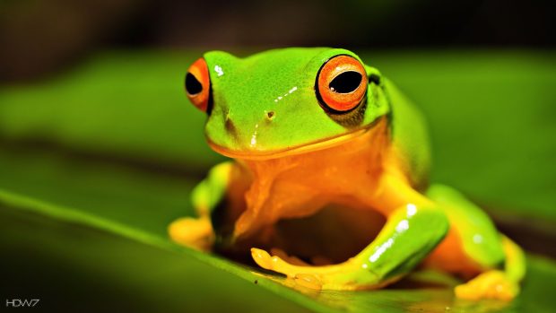 Free download Cute Frogs Wallpaper HD.