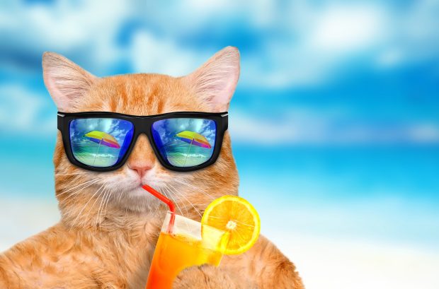 Free download Cute Summer Wallpaper HD.