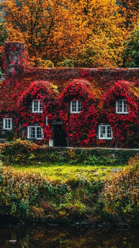 Fall Wallpaper for Android - PixelsTalk