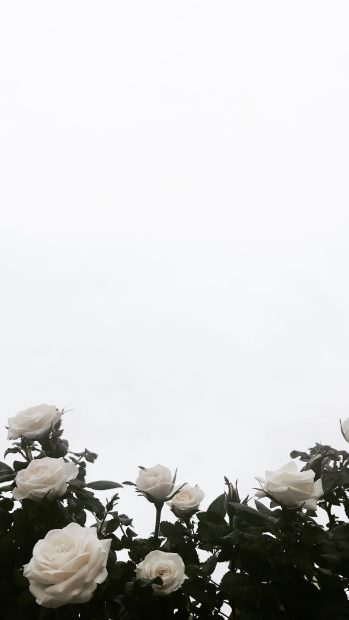 Free download White Aesthetic Backgrounds.