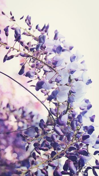 Free download iPhone Lavender Aesthetic Wallpaper HD.