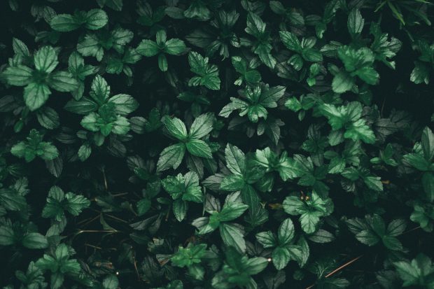 Green Aesthetic Backgrounds Desktop.