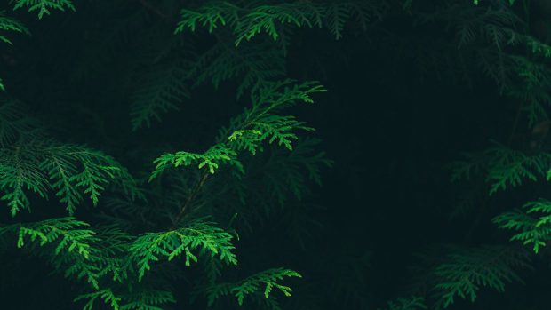 Green Aesthetic Backgrounds for PC.