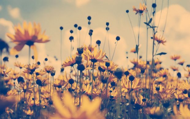 HD Wallpaper Aesthetic Sunflower.