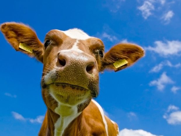 HD Wallpaper Cute Cow.