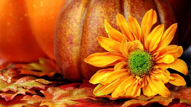 HD Wallpaper Fall Pumpkin.