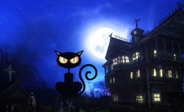 Halloween Black Cat HD 1080p Wallpaper.