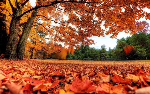 Hello Fall Desktop Background.