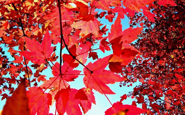 Hello Fall Wallpaper High Quality.