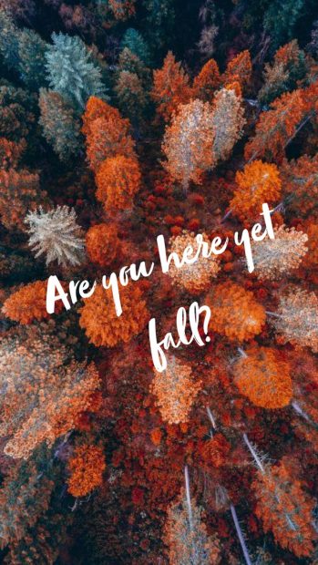 Hot Aesthetic Fall Background.