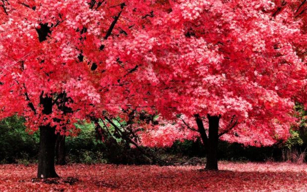 Hot Pink Fall Background.